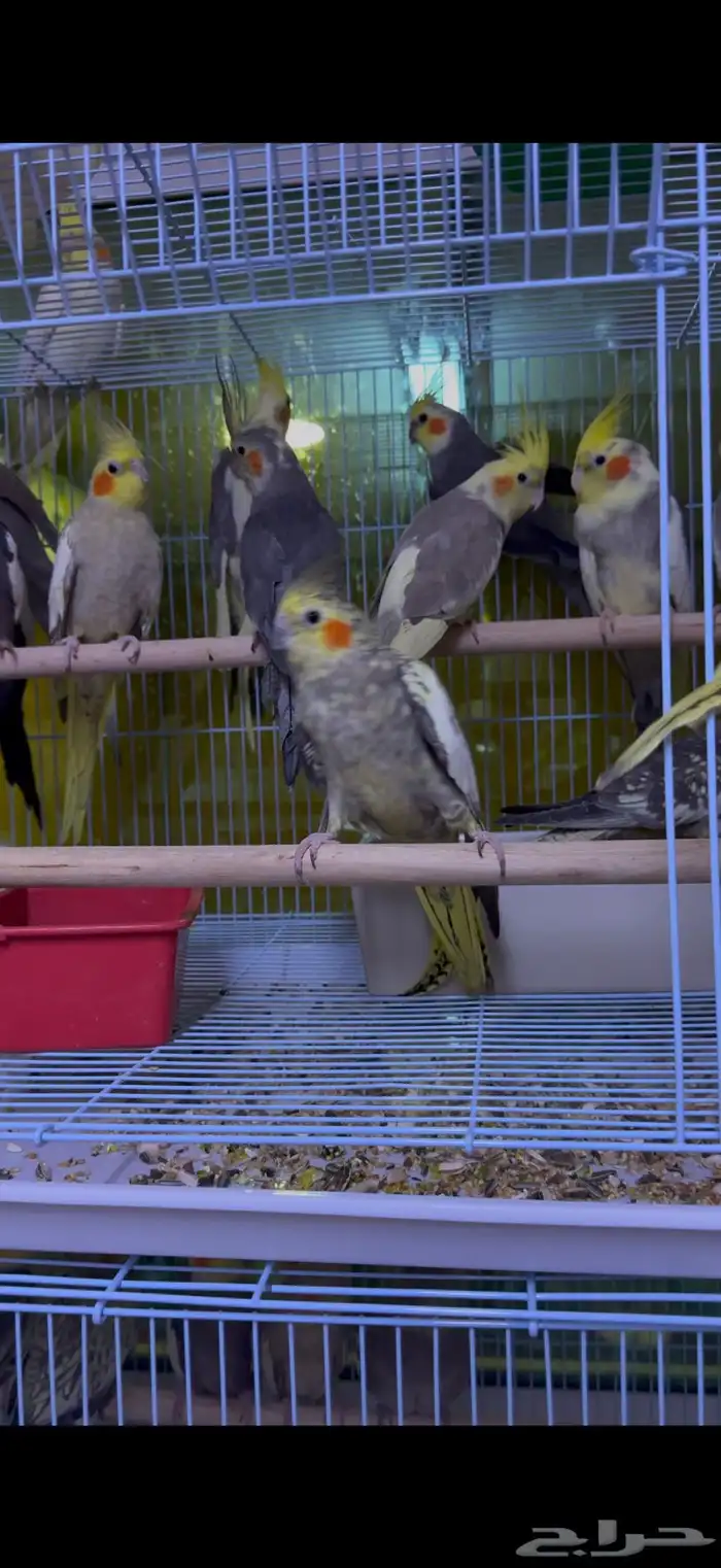 كروان جملة 4