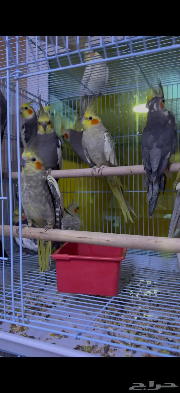 كروان جملة 2