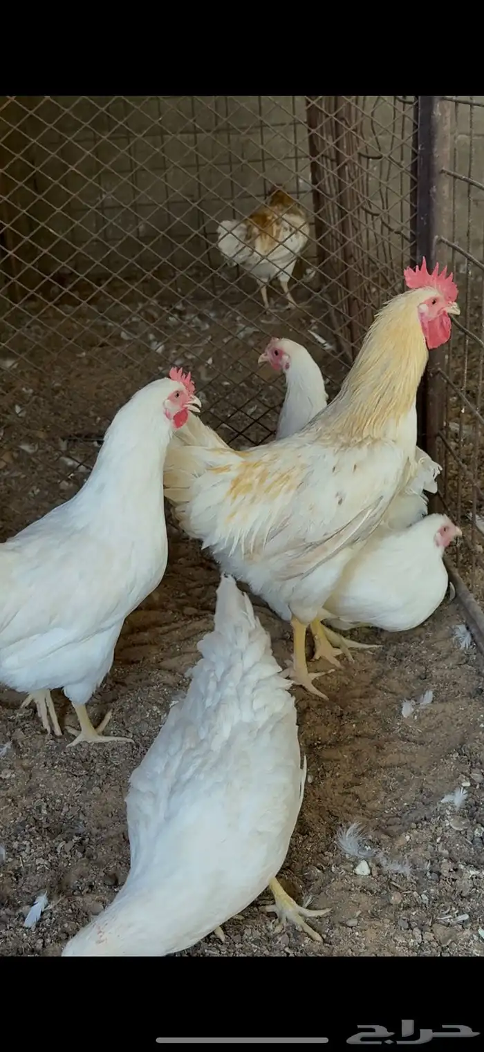 للبيع دجاج لوهمان بياض 0