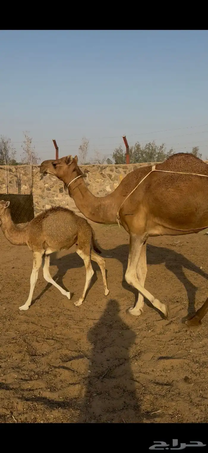 للبيع ابل خلفات حمر دم وسم واحد خوات بعض كفوو 6