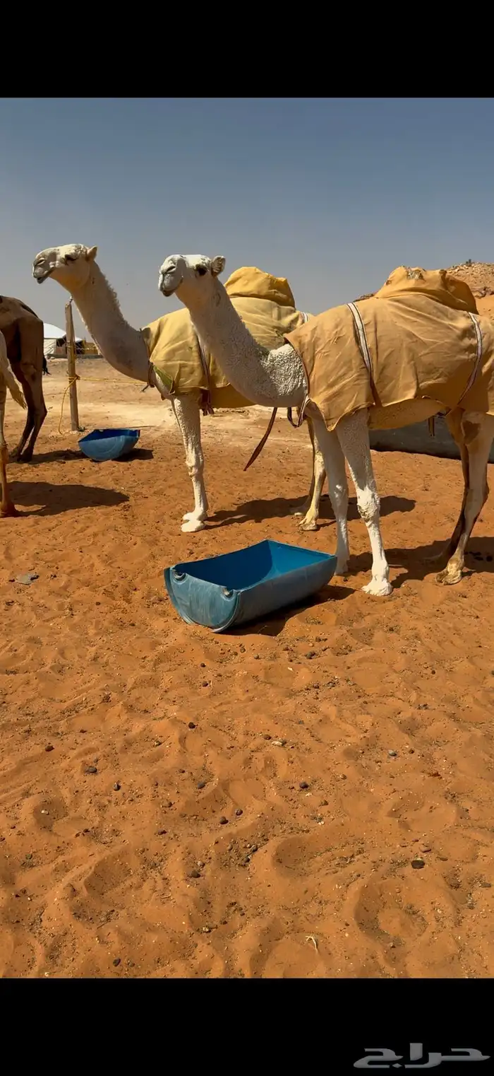 بكرتين وضح كفو 0