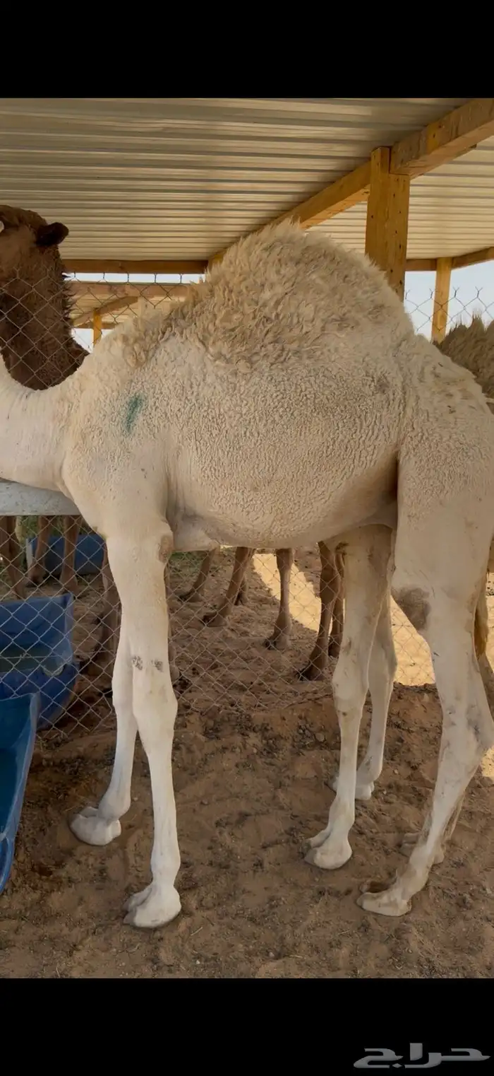 حشو قصب شرق الرياض 6