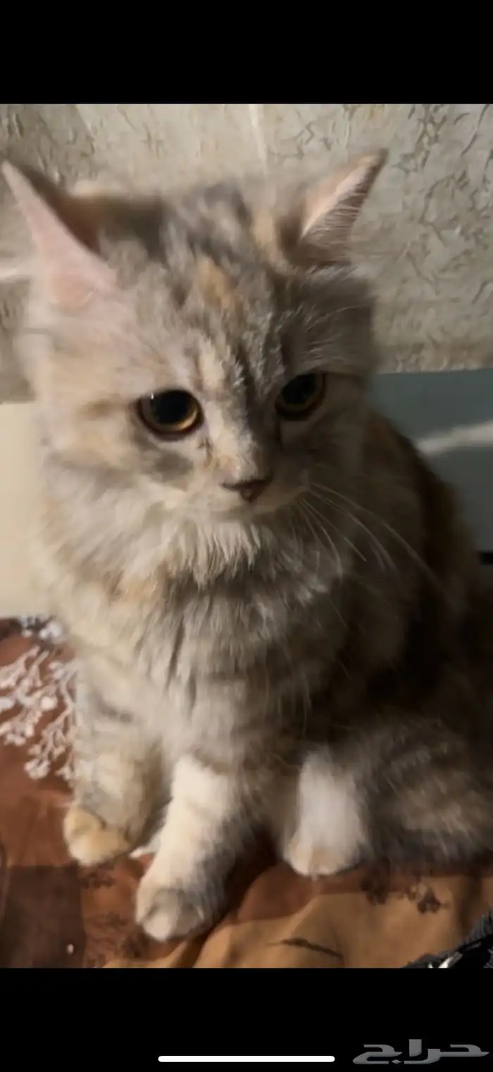 قطوه جيزان 2