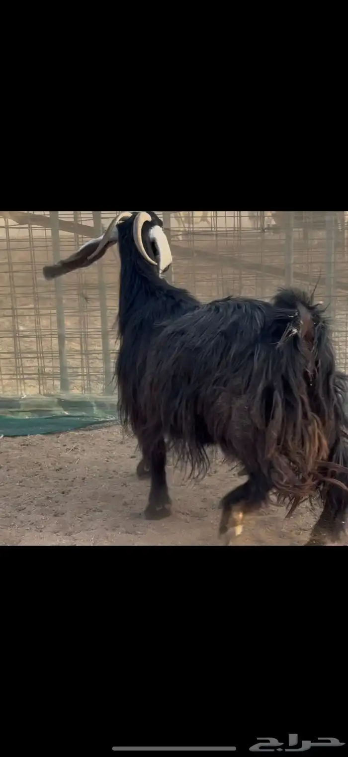 سلام عليكم ورحمة الله وبركاته 3