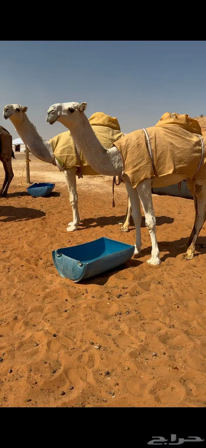 بكرتين وضح كفو 1