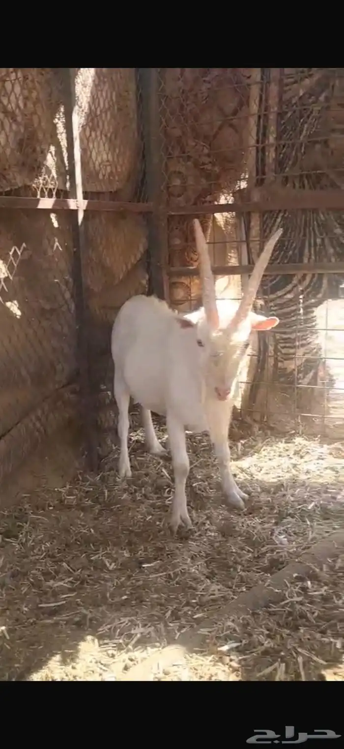 تيس جذع ان بغيته فحل او ذبيحه 2