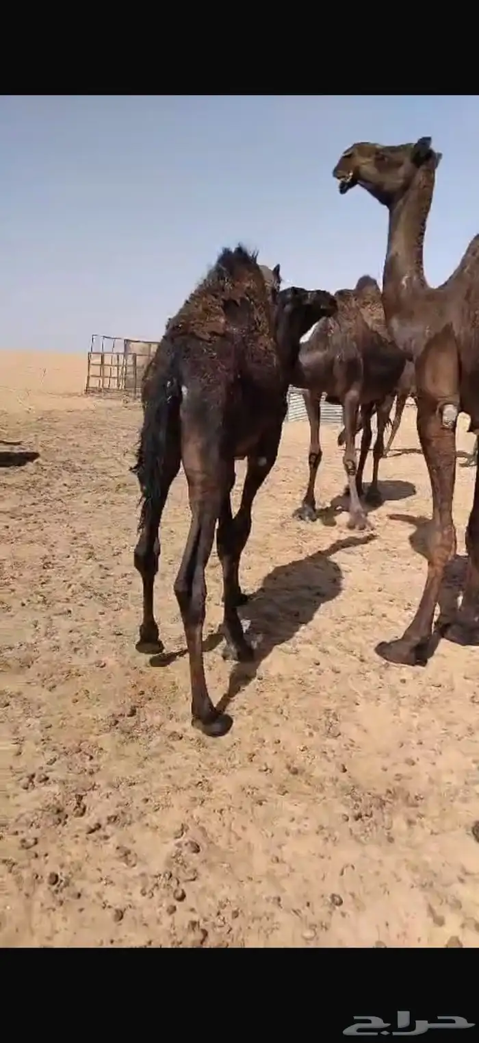 قعدان لباني 2