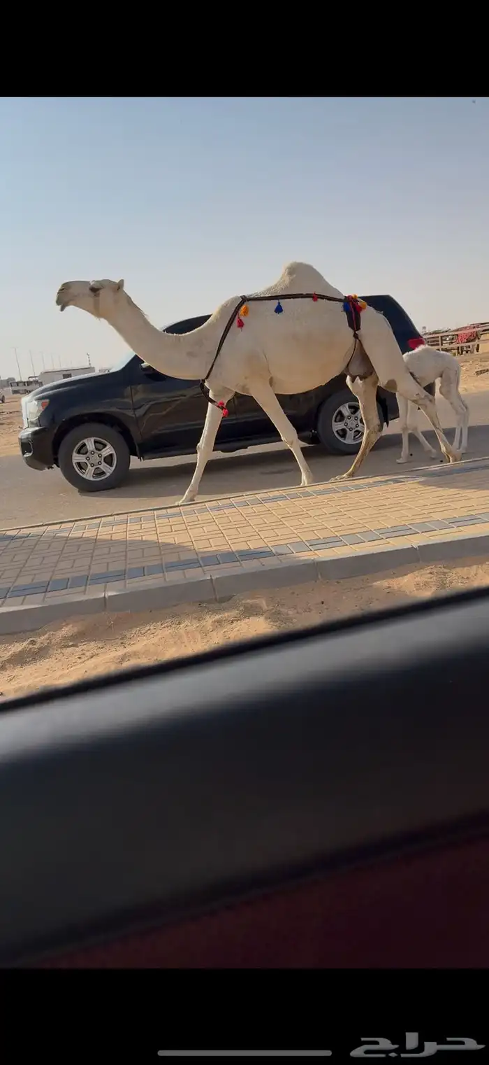 خلفه رمانيه كفو منيح 1