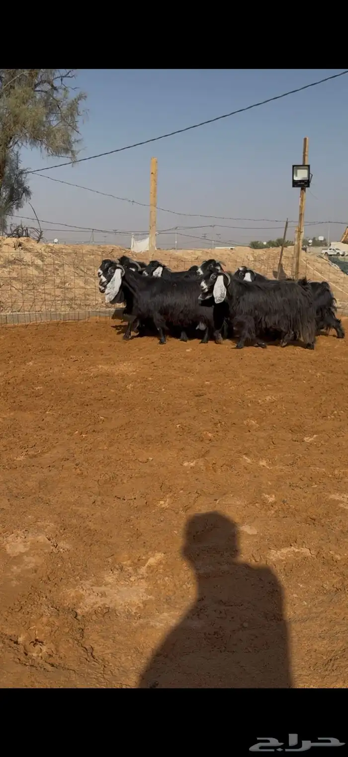 مراح معزا عوارض صنف ضريع ودفيع. 3