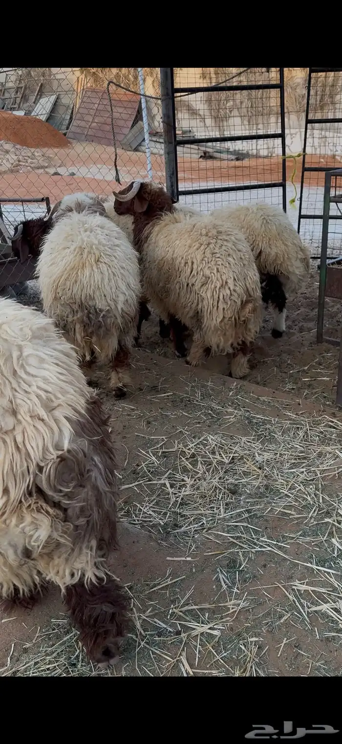 طليان نعيم بلدي جبرات 3