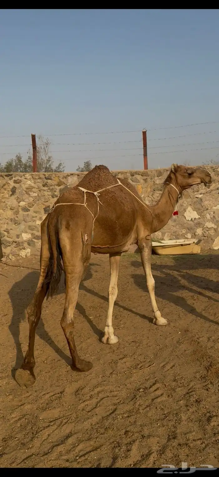 للبيع ابل خلفات حمر دم وسم واحد خوات بعض كفوو 7