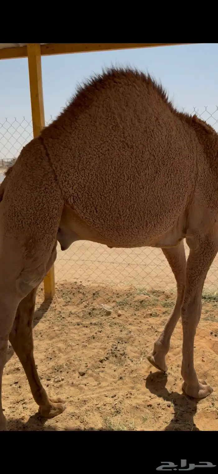 حشو قصب شرق الرياض 0