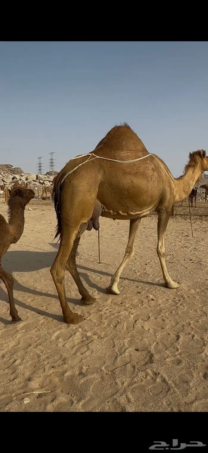خلفة ساحلية مصغر 3