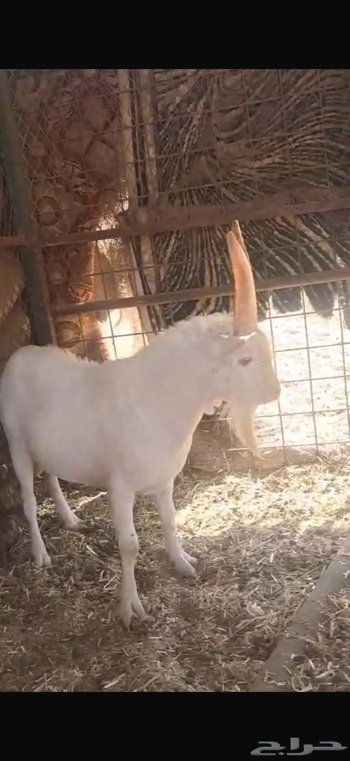 تيس جذع ان بغيته فحل او ذبيحه 0