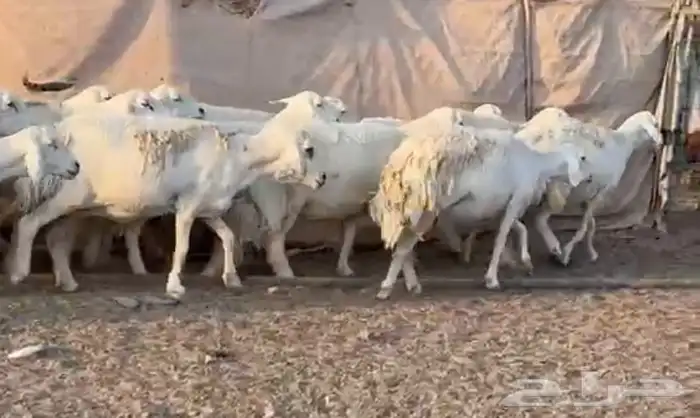 حرش فاخره وسعر طيب 7