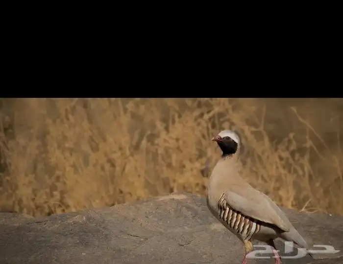 مطلوب حجل او سفع او شنير 0