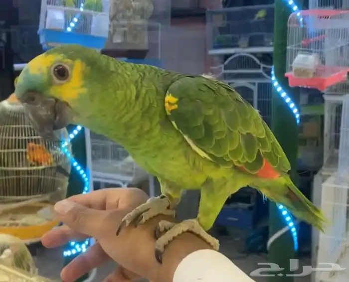 للبيع ببغاء امزون بلوفرنت متكلم 1