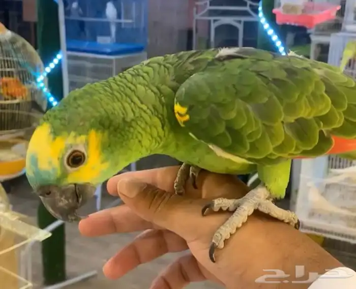للبيع ببغاء امزون بلوفرنت متكلم 4