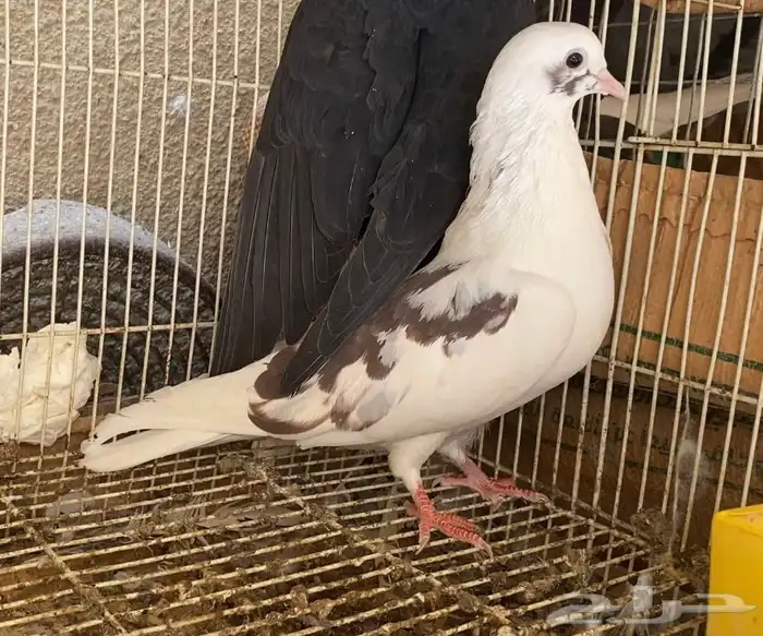 حمام قطايف اناثي 0