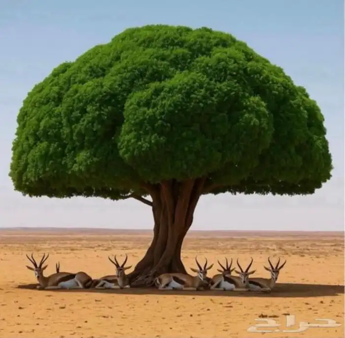 مطلوب غزلان 0