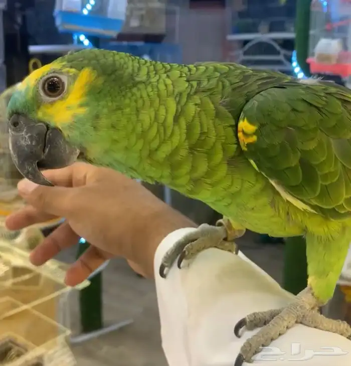 للبيع ببغاء امزون بلوفرنت متكلم 2