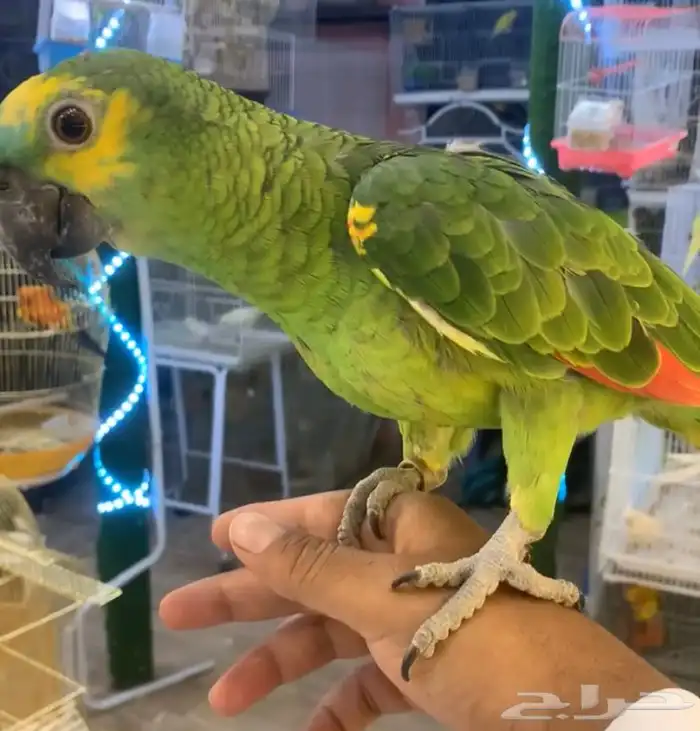 للبيع ببغاء امزون بلوفرنت متكلم 3