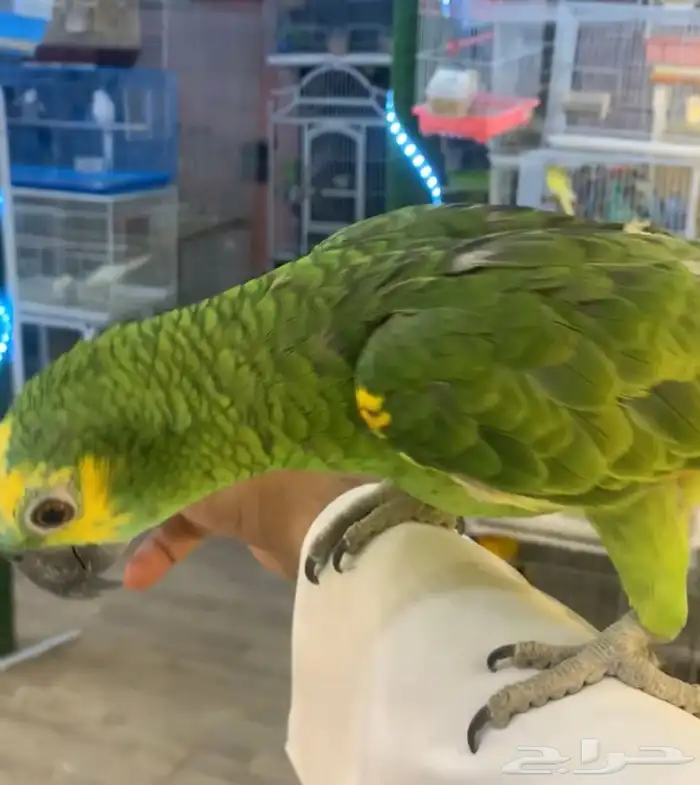 للبيع ببغاء امزون بلوفرنت متكلم 0