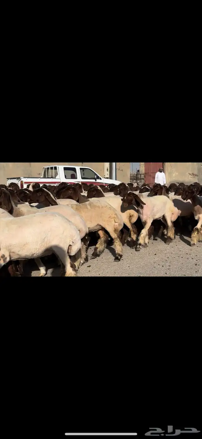 جذعات فاخرة مراح واحد خصم الخصم 1