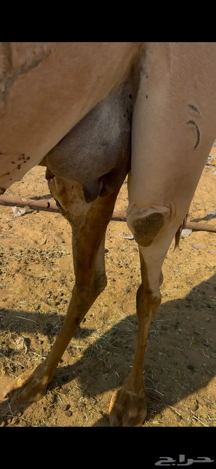 ناقه اركه اصل ضروبه للبيع مشروطه من كل عذروب 3