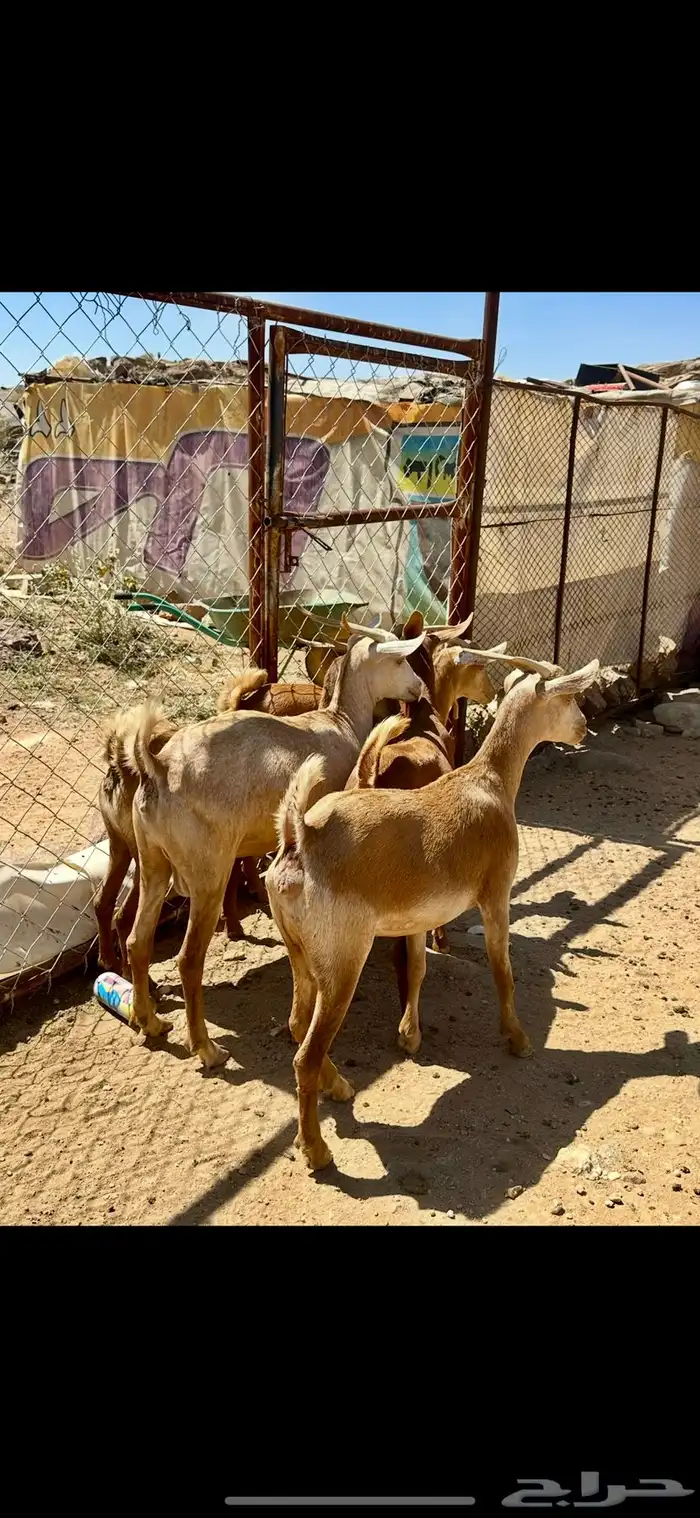 معزا 0