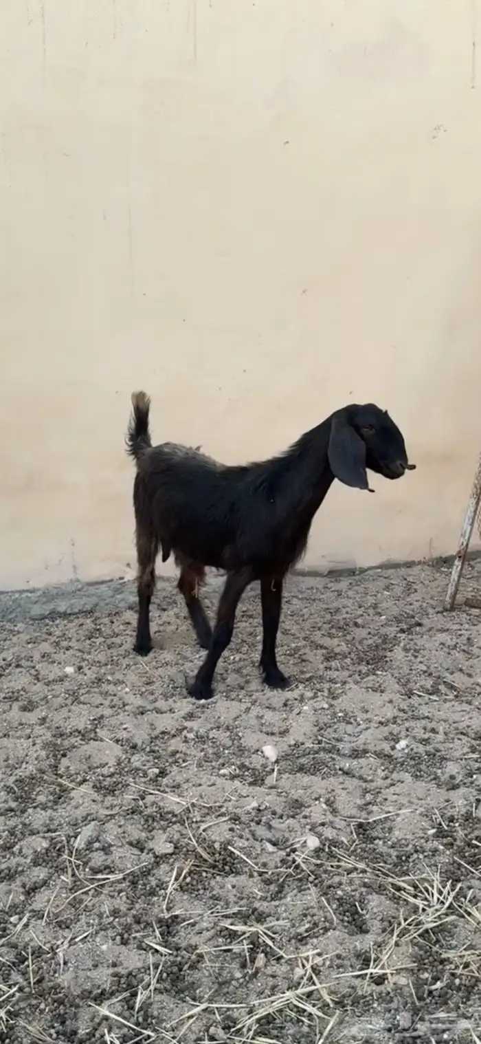 عنز ثنيه 1