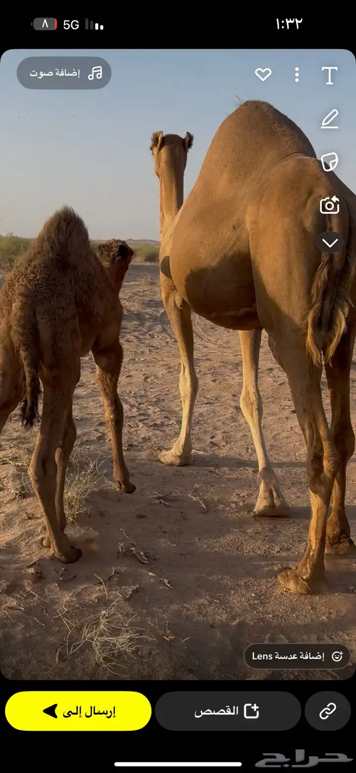 خلفه حمرا مصغر 0