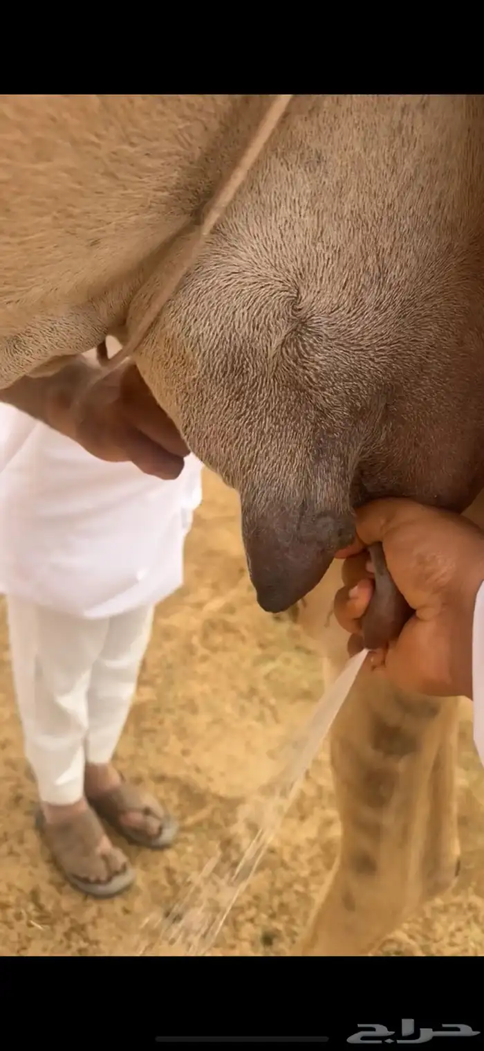 ضروبه شماليه طيبه 2