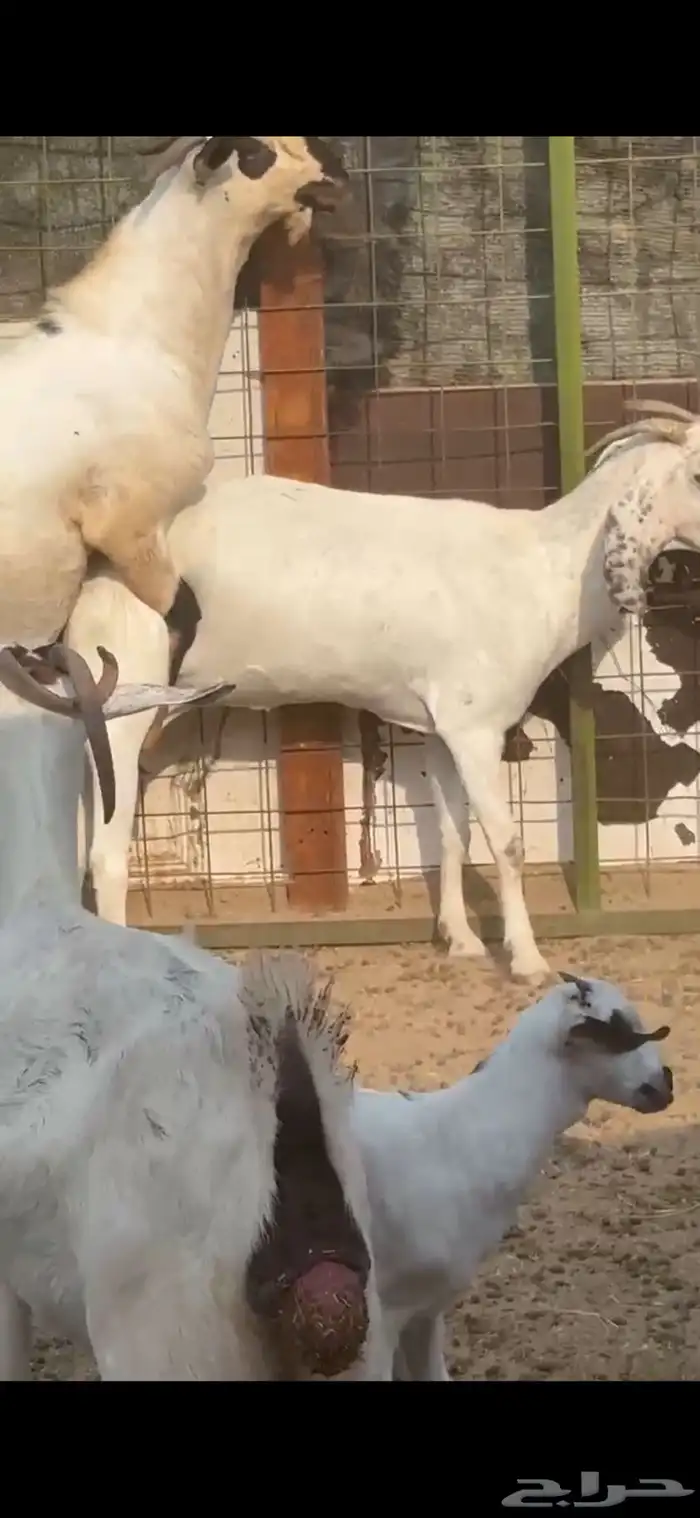 عنز بيشيه مهجنه مقنوي جرم 1