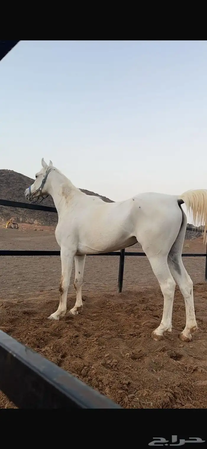 فرس شعبية شيخه 0