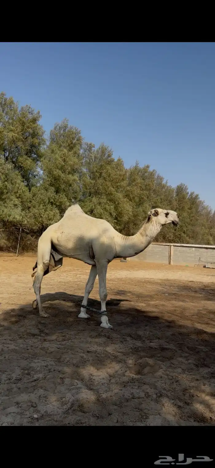 فحل ابل للبيع الاب بعير ابن الشيخ الزايدي 7