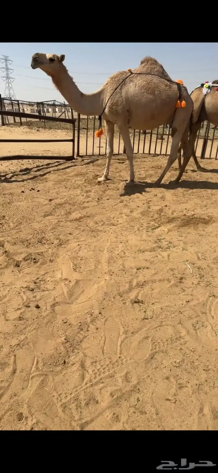 ضروبه شماليه طيبه 1
