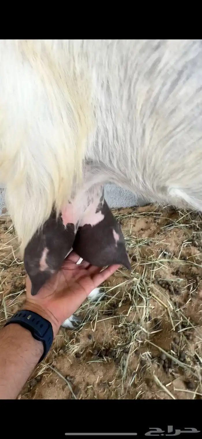 عنز حليب( وين اهل الدواغير) في الاحساء 0