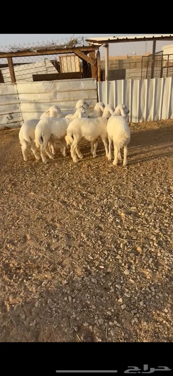 ست طليان حريات هرفي زبده 1