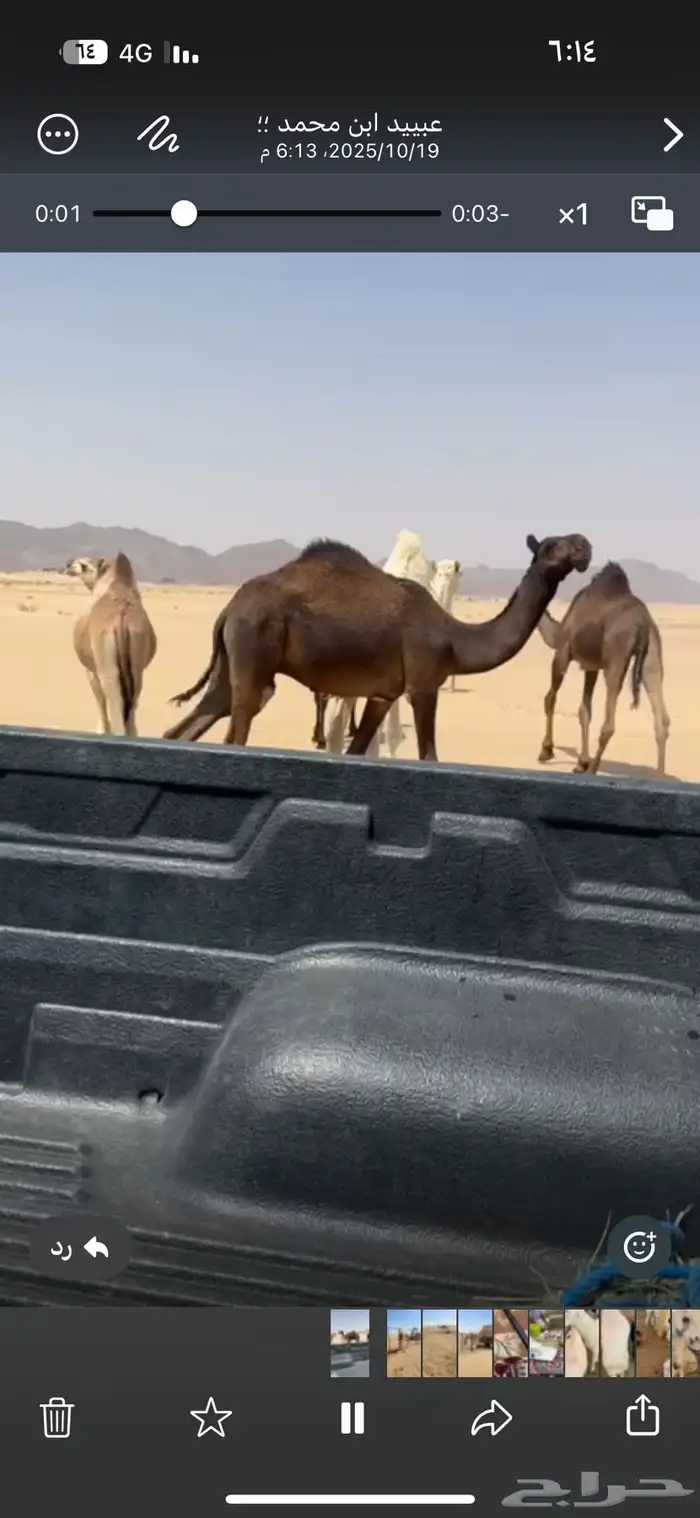 قعدان فحول 2