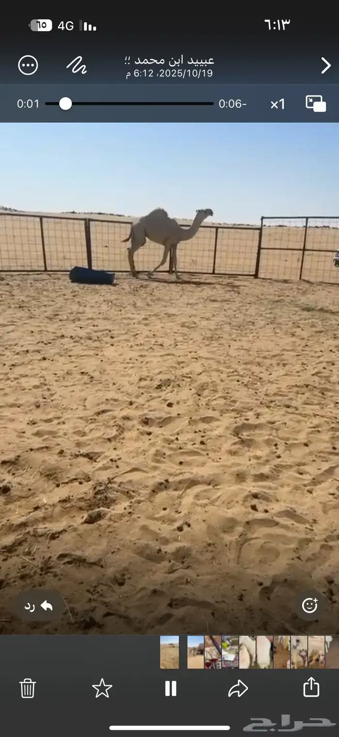 قعدان فحول 6