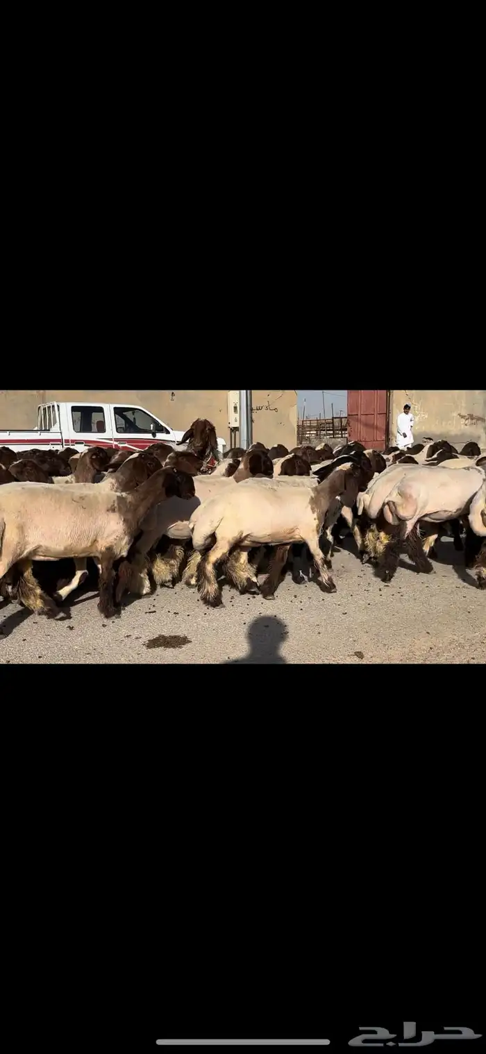 جذعات فاخرة مراح واحد خصم الخصم 3