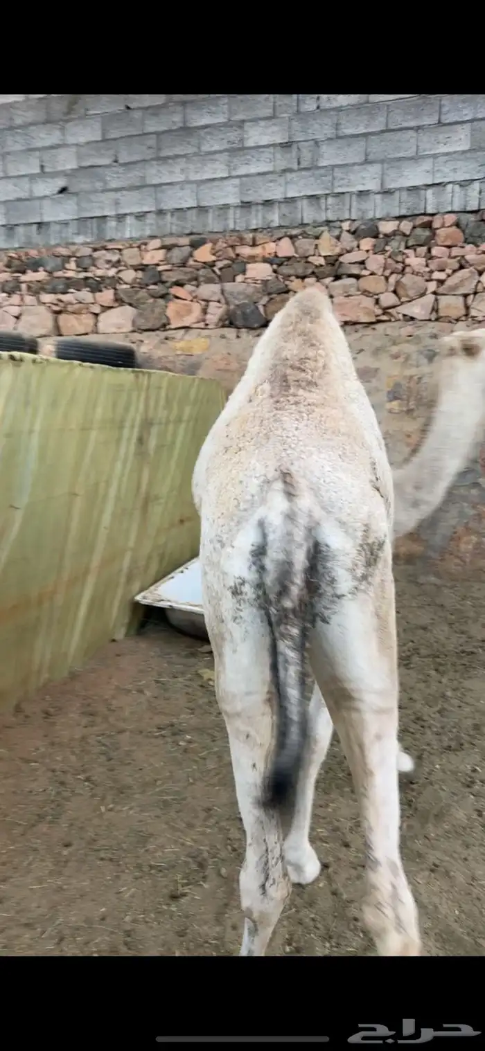 بكره مفروده 2