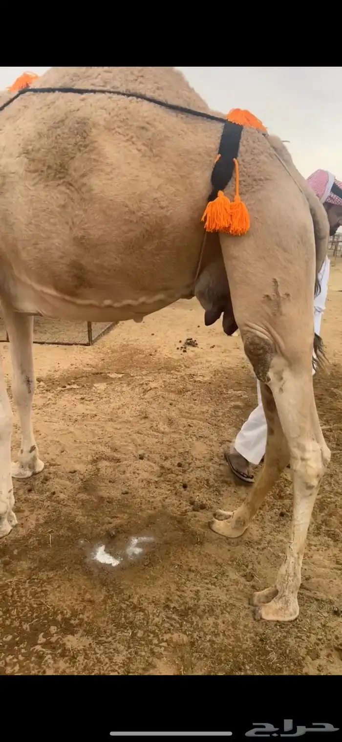 ضروبه شماليه طيبه 4