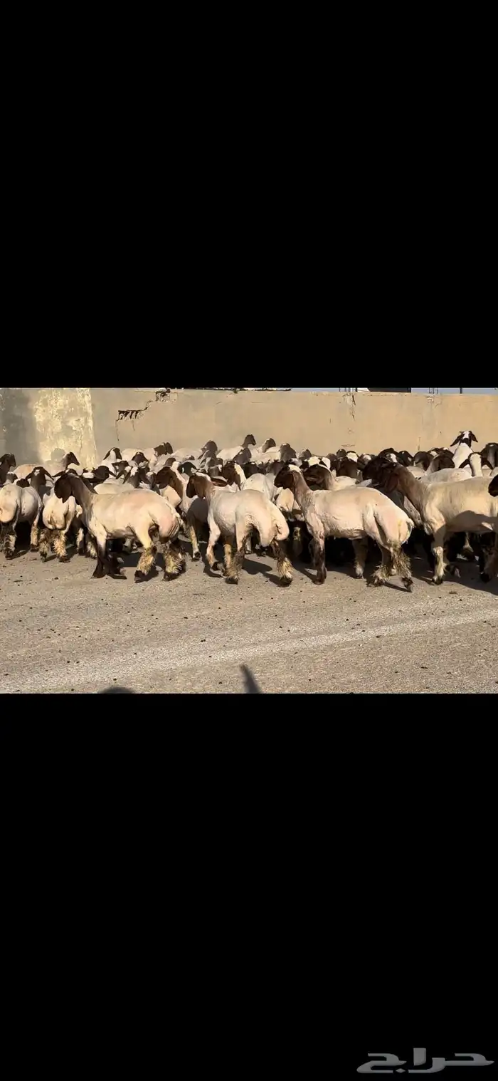 جذعات فاخرة مراح واحد خصم الخصم 11