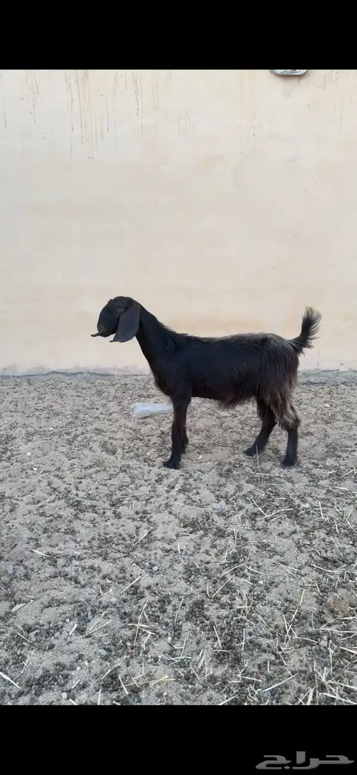 عنز ثنيه 0