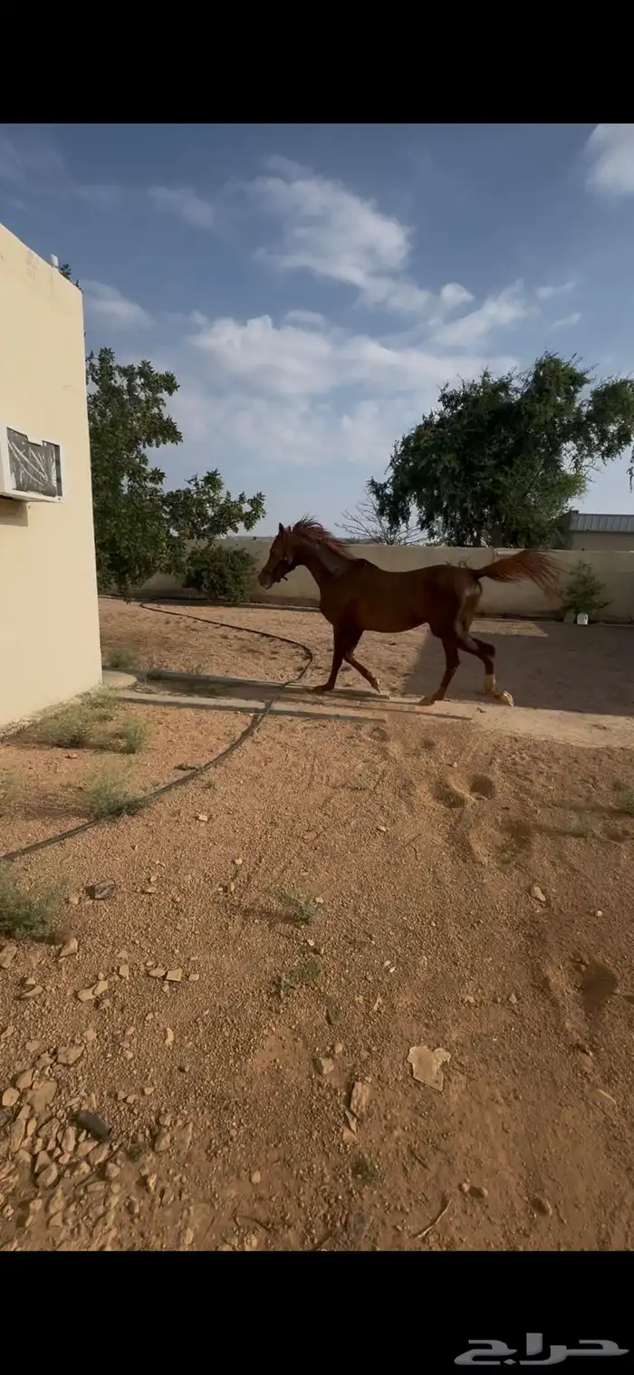 حصان شعبي 0