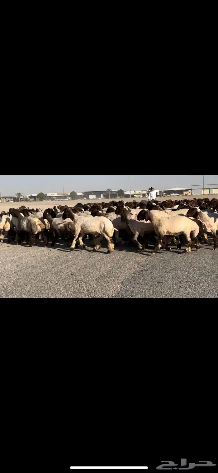 جذعات فاخرة مراح واحد خصم الخصم 10