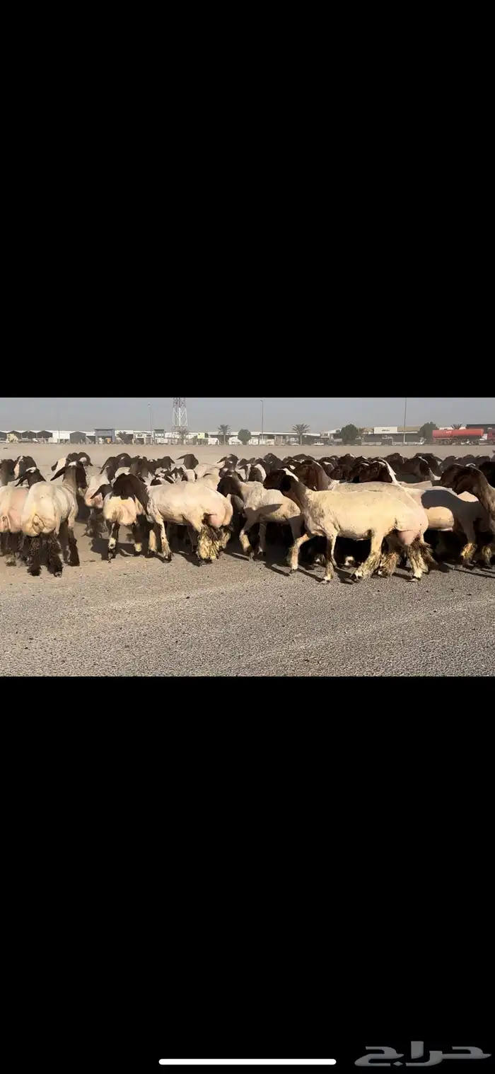 جذعات فاخرة مراح واحد خصم الخصم 9
