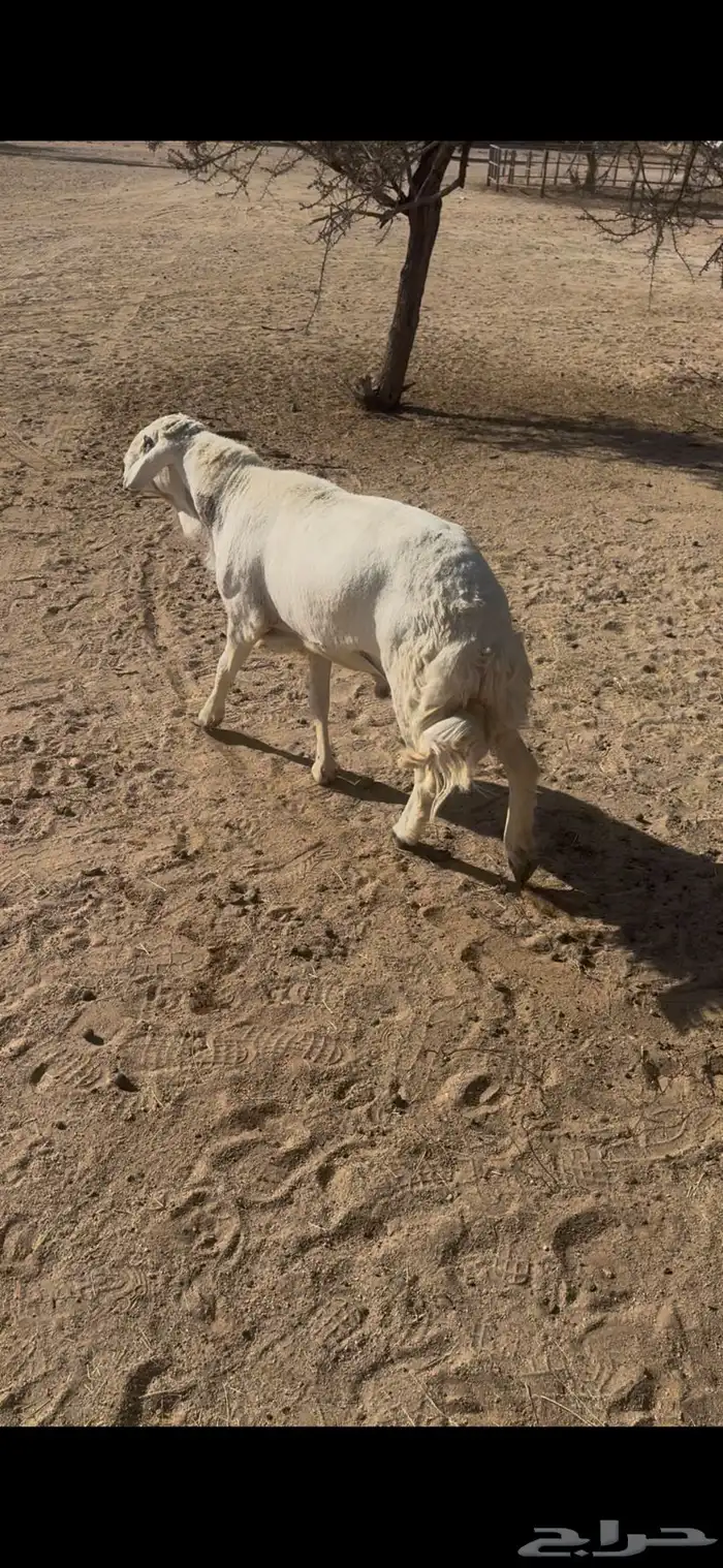 القاعه 1